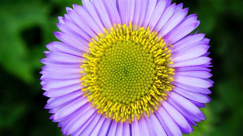 Photo of spiral center of a flower 